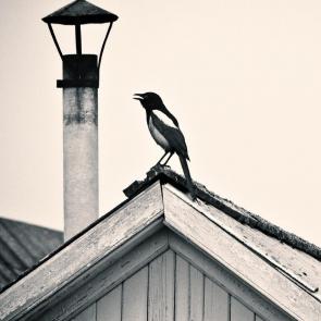 ���� ��������: 