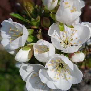 ����: ������� ������� 