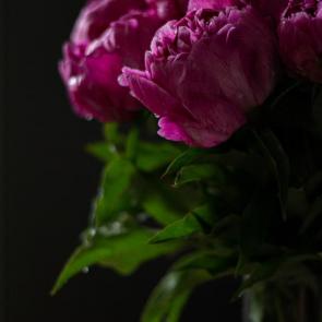 ����: �����