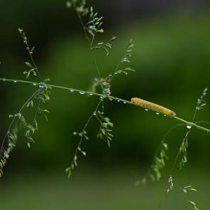 ���� ��������: ��������