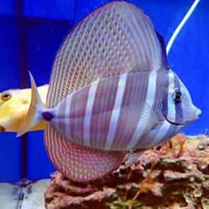 ����: ���������