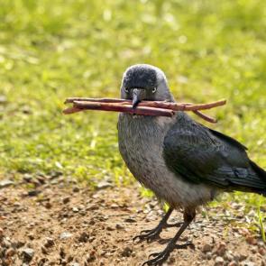 ����: ���������. 