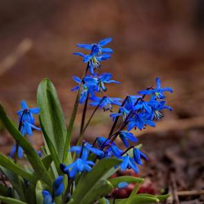 ����: ��������. 