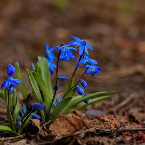 ����: ��������. 