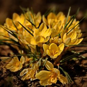 ����: �������. 