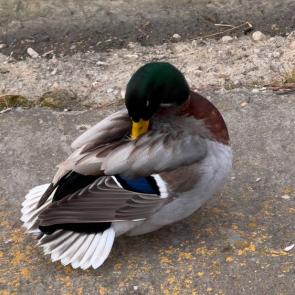 ���� ��������: ���� ������