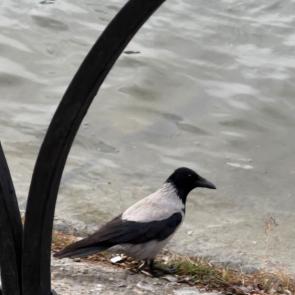 ���� ��������: ������ �� ����������