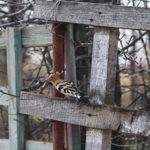 ���� ��������: ���������� ���� 