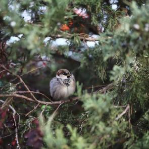 ���� ��������: �������