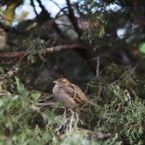 ���� ��������: ��� ������� 