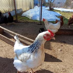 ���� ��������: 