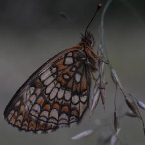 ���� ��������: ��������� ������