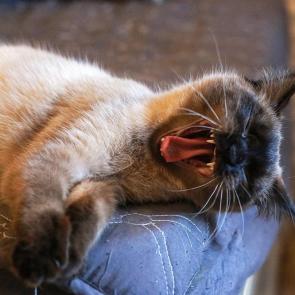 ����: �����