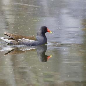 ����: ��������� ������ ������� � ����� �������