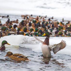 ���� ��������: ������!