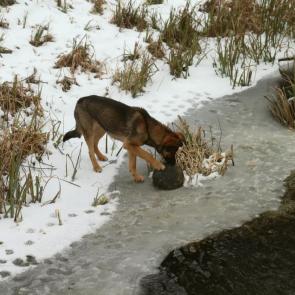 ����: ���������� �������