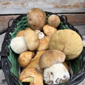 ���� ��������: ������� � �������