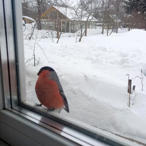 ���� ��������: 