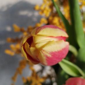 ����: �������� ����