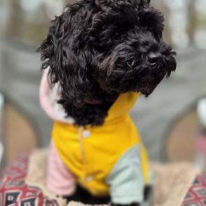 ����: 
