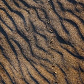 ����: ���� ����� ���� 