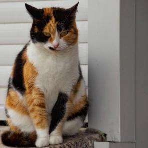 ����: �������