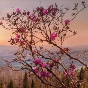 ���� ��������: 