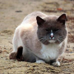 ����: ���������� �����