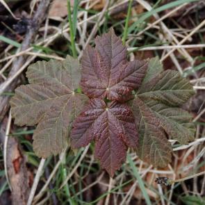 ���� ��������: 