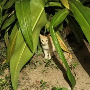 ����: ����������