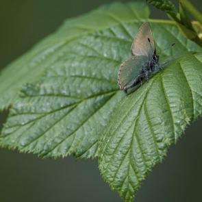 ����: ���������