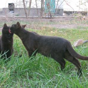 ����: ���������� ���