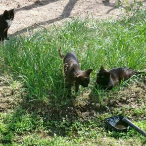 ����: ���������