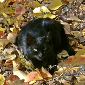 ����: ׸���� ����� � ������� ������