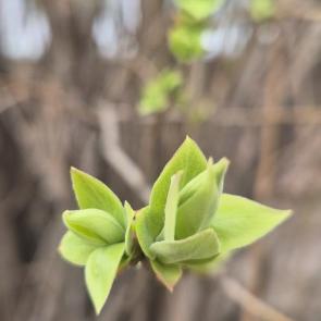 ����: ������� ��������