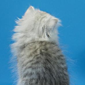 ����: ���������