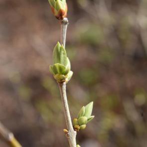 ���� ��������: ����� ����� 