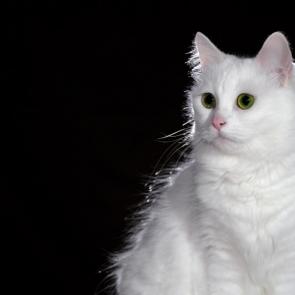 ����: ����� �����