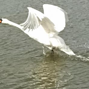 ����: ������