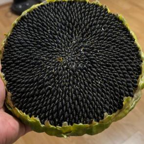 ����: ��������� 