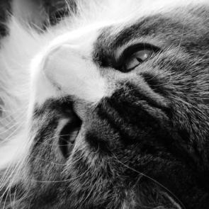 ����: �����