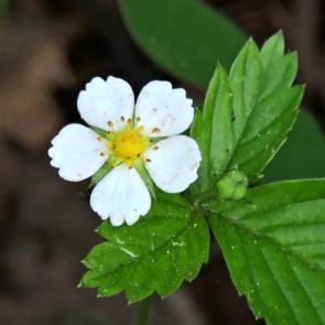 ����: ���������