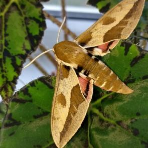 ���� ��������: �������� �������