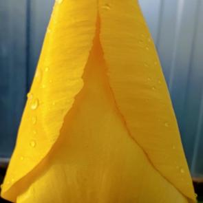 ��� ���������