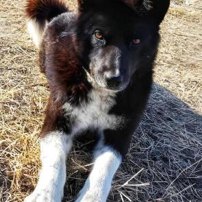 ����: �������