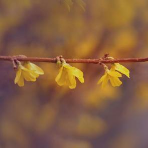 ����: ��������. 