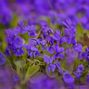 ����: ������ ��������. 