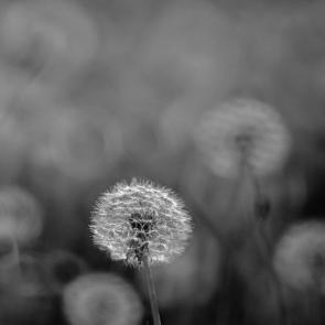 ����: ����������