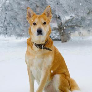 ����: �����