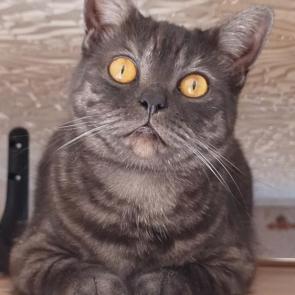 ����: �����